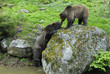 Braunbären  (Ursus arctos) im Nationalpark Bayerischer Wald