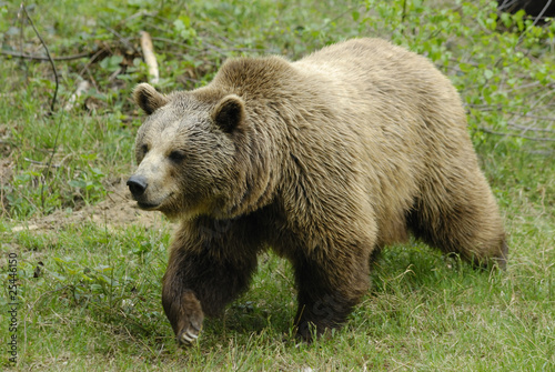 Fotoboard na płycie Niedźwiedź brunatny (Ursus arctos) w parku narodowym bawarskim lesie