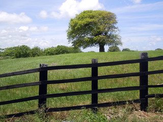 Poster - Tree on the field