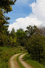 Wall Mural - Kurve im Waldweg