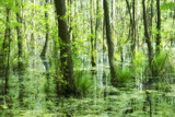 Fototapeta Sypialnia - sommerliche auenlandschaft mit laubbäumen