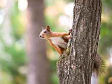 Squirrel Sitting On The Tree