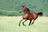 Fototapeta Konie - beautiful brown arabian horse running gallop on pasture