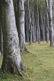 Fototapeta Las - Baum Natur Holz Wald Baumstamm Wiese