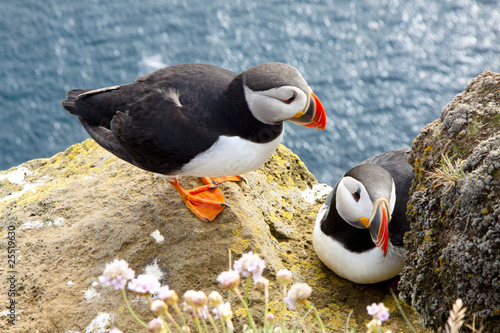 Fotomural Puffins on the rock - Latrabjarg, Iceland