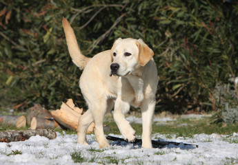 Wall Mural - labrador se déplaçant sur la neige