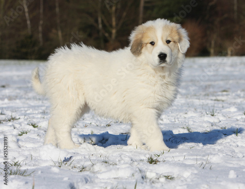 Chiot Montagne Des Pyrenees De Profil Stock Photo Adobe Stock Chiot Montagne Des Pyrenees De Profil Stock Photo Adobe Stock