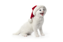 White Kitten Singing Christmas Carols