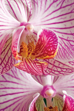 Pink Moth Orchid Phalaenopsis Macro Closeup