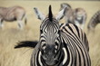Zebra im Etosha Nationalpark