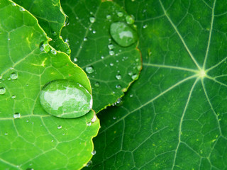 Canvas Print - Wate drops on leaf