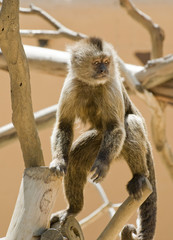 Capuchin Weeper Monkey Cebus Olivaceus