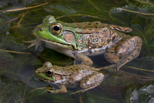 Two Bull Frogs