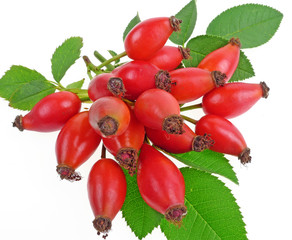 rose hips isolated on white