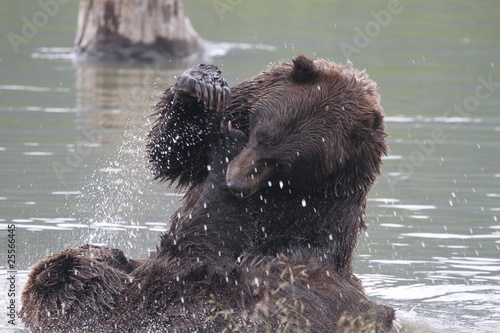 Obraz na płótnie canvas dwuczęściowy "dyptyk" Walczący z niedźwiedziami grizzly - alaska