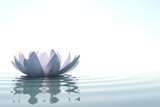 Fototapeta Desenie - Zen flower loto in water