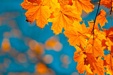 Autumn Leaves, Very Shallow Focus