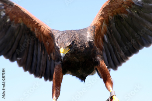 Obraz na płótnie canvas Harris hawk