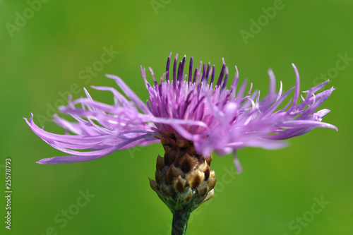 Board z aluminiowym obramowaniem Kornblume
