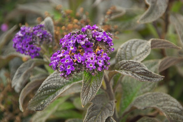 Poster - Vanilleblume - Garden Heliotrope 02