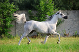 Fototapeta Konie - gray arabian horse running trot on pasture