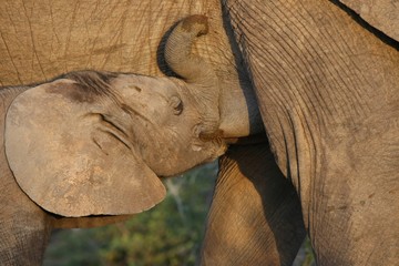 Wall Mural - suckling baby elephant