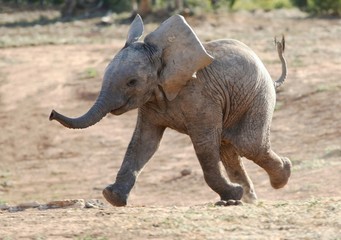 Baby Elephant Running