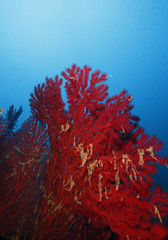 gorgonia rossa acquario