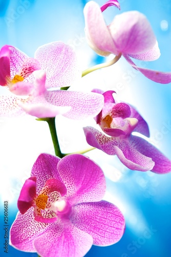 Board z aluminiowym obramowaniem Piękne kwiaty orchidei