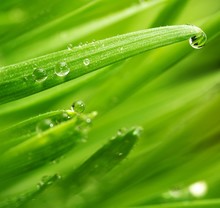 Fresh Green Grass With Water Drops On It