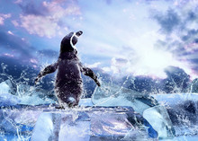 Penguin On The Ice In Water Drops.