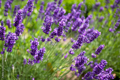 Naklejka samoprzylepna Lavendel Lavandula Angustifolia
