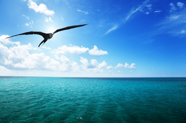 Fototapete - albatross and caribbean sea
