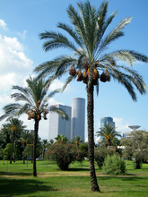 Tel Aviv Volovelski-Karni Garden Palms 2010