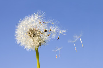 Dandelion offspring detached by the wind