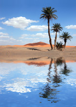 Palm Trees Near The Lake In The Sahara Desert