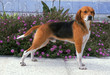 beagle harrier en position standard