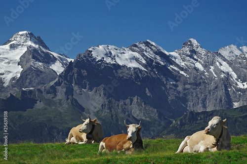 Fotoboard na płycie Krowy w Alpach, Grindelwald