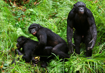Wall Mural - bonobo love. 2 xxx
