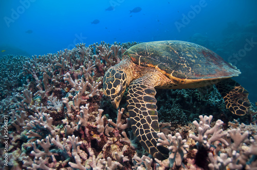 green-turtle-wielka-rafa-koralowa-australia