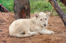 White Lion Cub Rests On The Ground