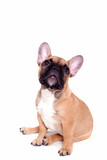 Fototapeta Zwierzęta - Little french bulldog puppy