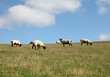 © redrex - Sheep on Hilly Field