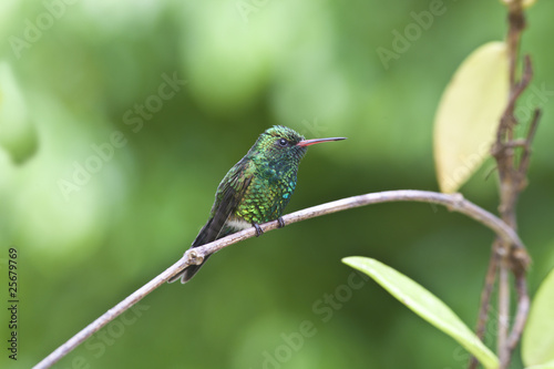 Fotoboard na płycie Canivet's emerald (chlorostilbon canivetii), męski hunningbird