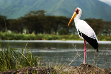 Yellow -billed Stork