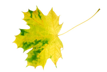 Wall Mural - leaf