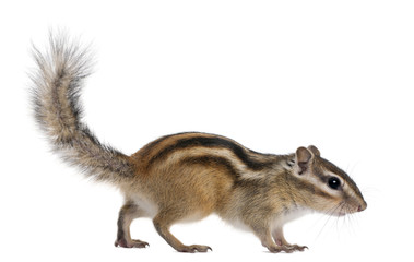 Sticker - Siberian chipmunk, Euamias sibiricus, walking