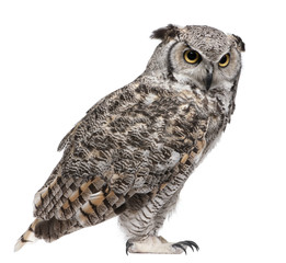 Canvas Print - Great Horned Owl, Bubo Virginianus Subarcticus