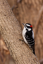 Downy Woodpecker On A Tree Branch