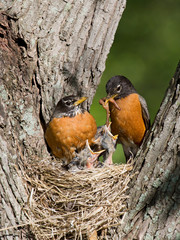 robins feed their young